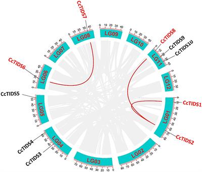 Genome-Wide Identification and Functional Characterization of the Trans-Isopentenyl Diphosphate Synthases Gene Family in Cinnamomum <mark class="highlighted">camphor</mark>a